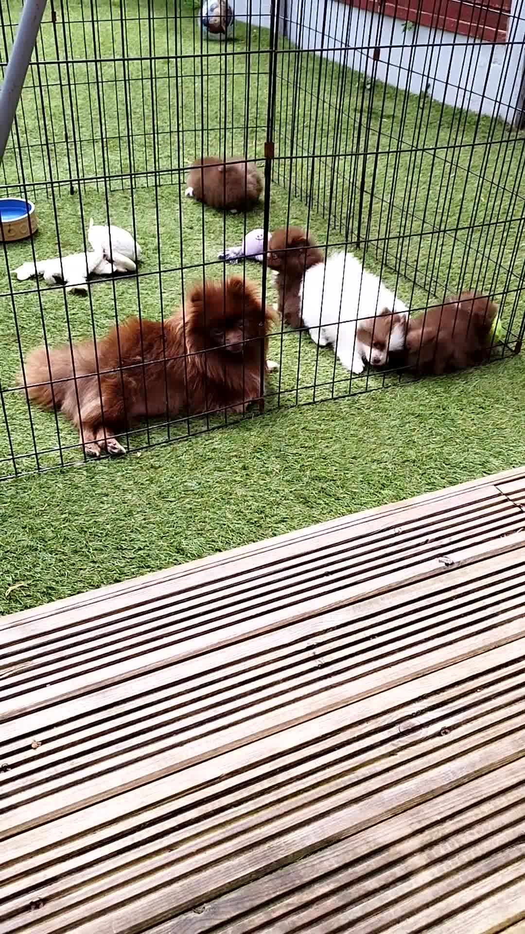 Pomeranian dogs for sale: Super quality pomeranian puppies kc registered - Video 1