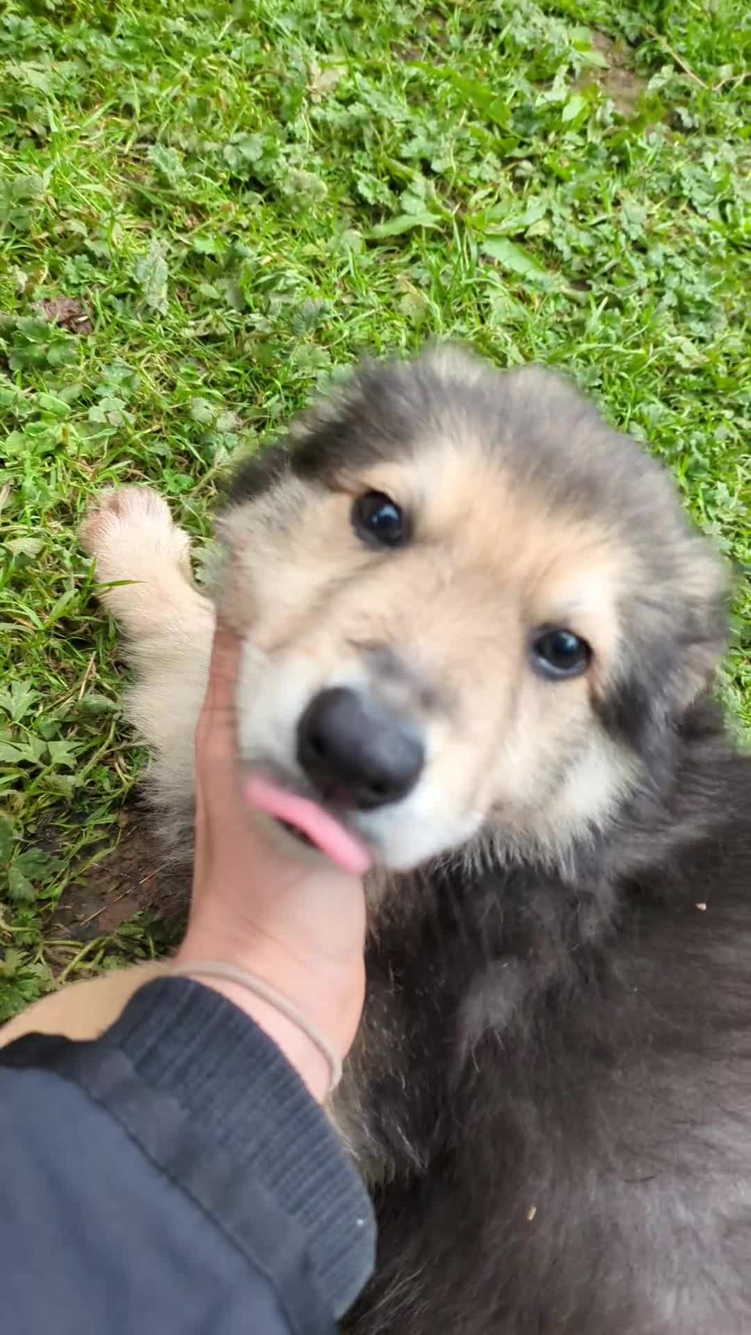 Mixed Breed dogs for sale: Beautiful SHOLLIES (ColliexGermanShep) Puppies in Crediton - Video 1