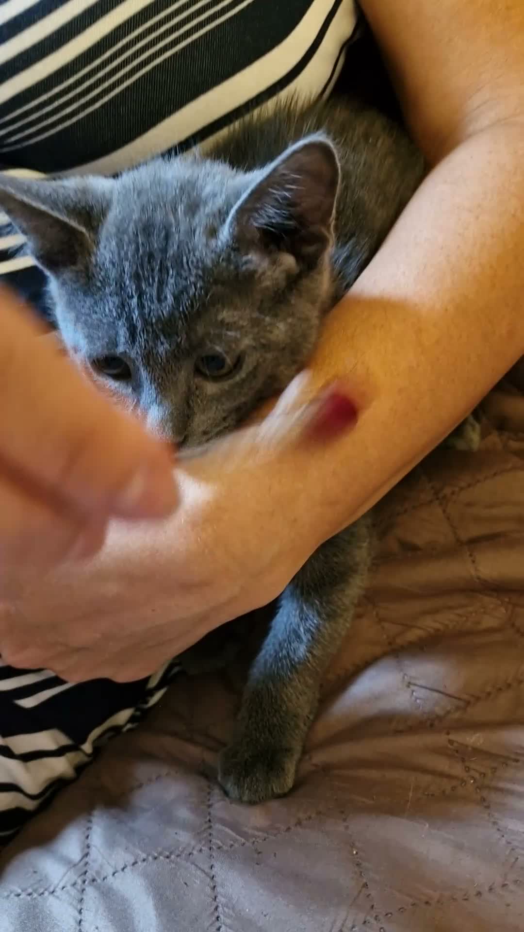 Russian Blue cats for sale: Last Russian Blue Boy - Video 3