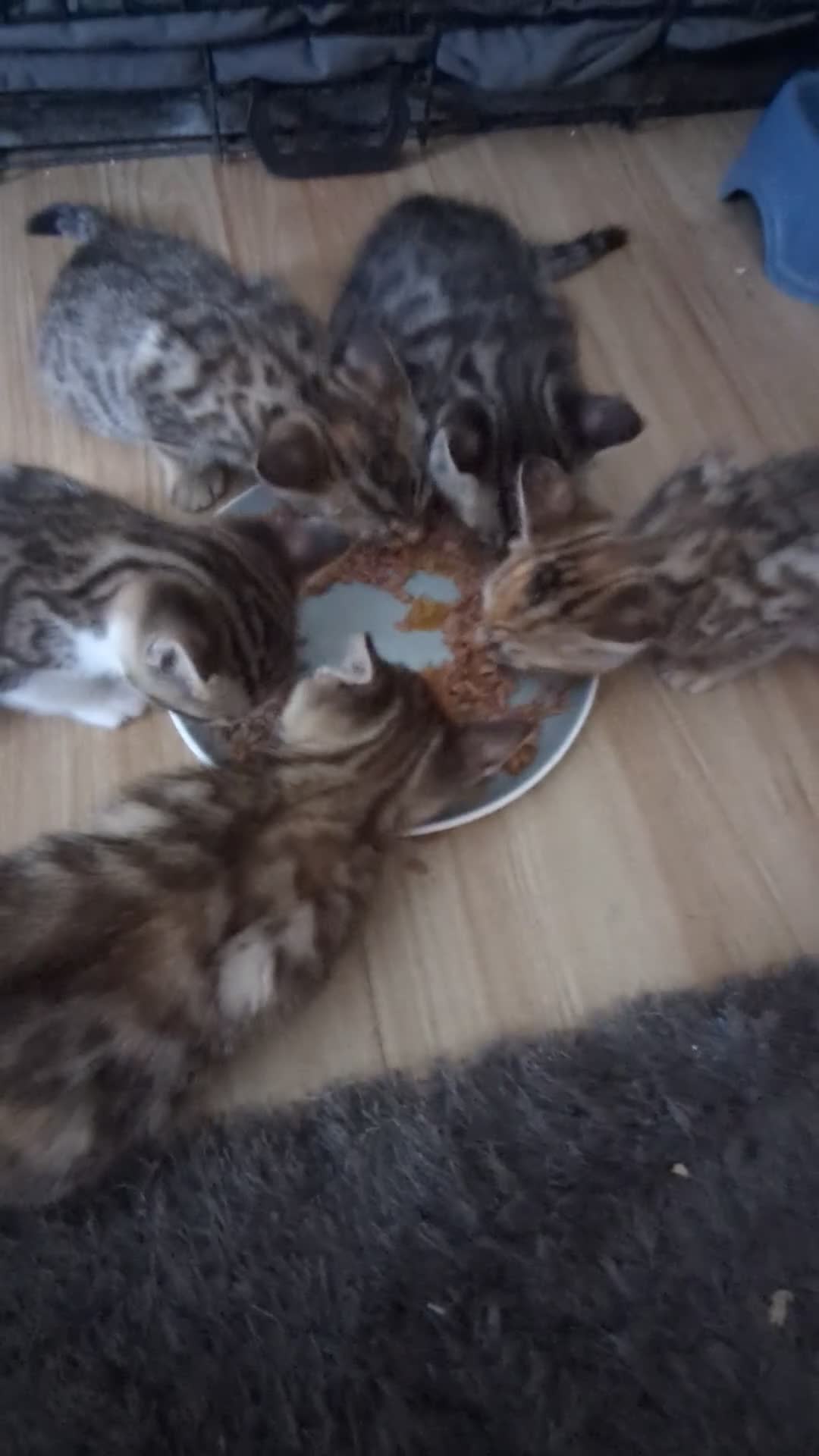 Bengal cats for sale: 😻😻 Beautiful Bengal Cross Kittens For Sale 😻😻 - Video 1