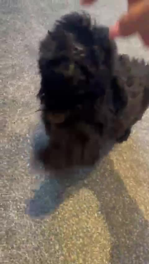 Cavapoo dogs for sale: Fully vaccinated 1 male 1 female ready now ! - Video 2