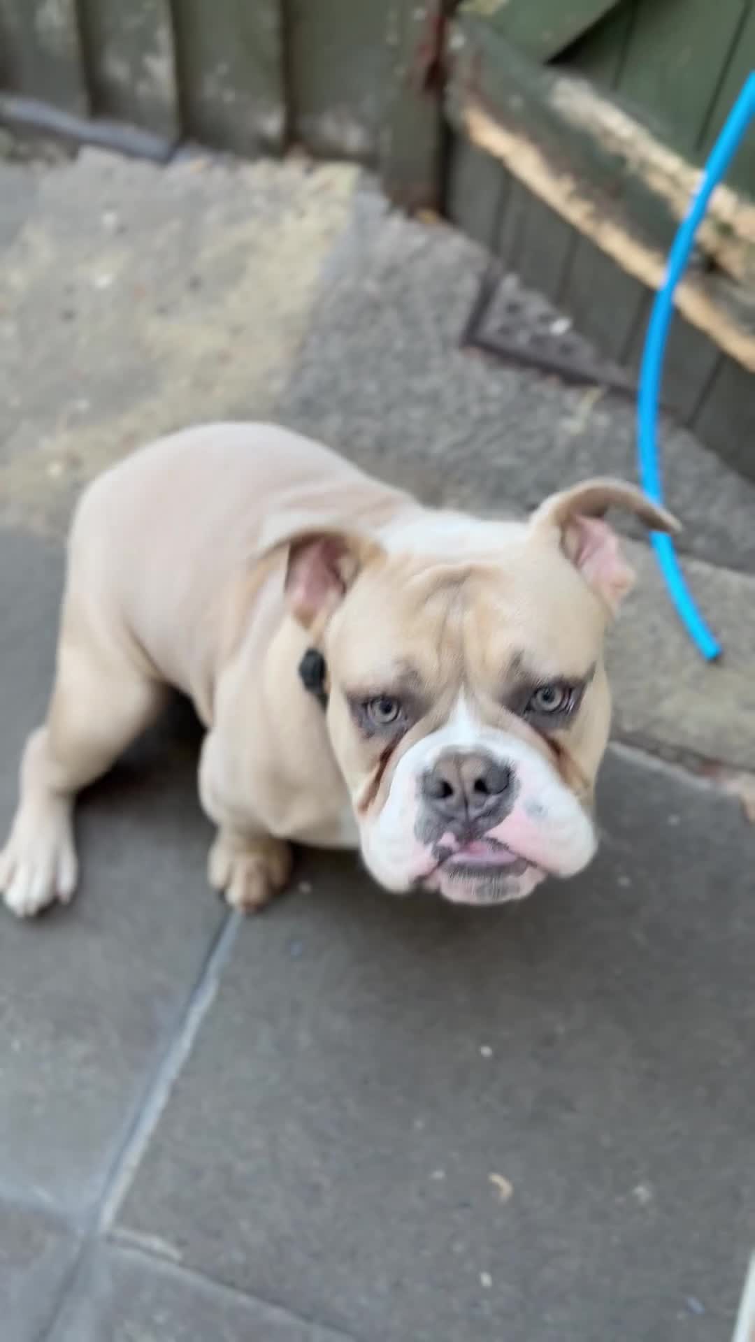 Olde English Bulldogge dogs for sale: 1 year old Olde English bulldog  - Video 4