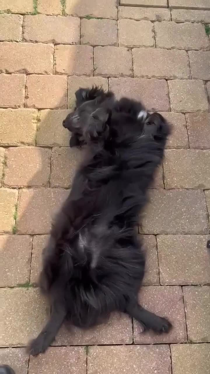 Cocker Spaniel dogs for adoption: MIKA-3.5 yrs, 10kg, sweet girl, well behaved,clean - Video 1