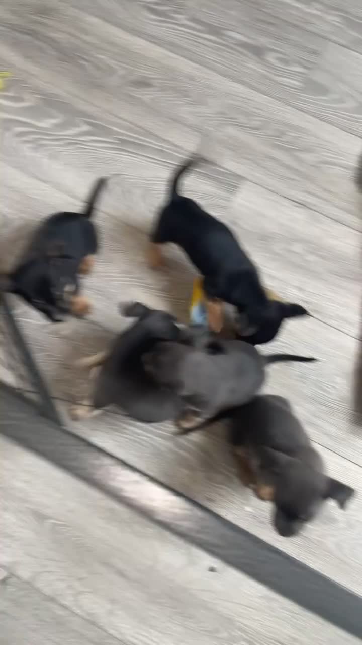 Mixed Breed dogs for sale: Bully cross puppies  - Video 1