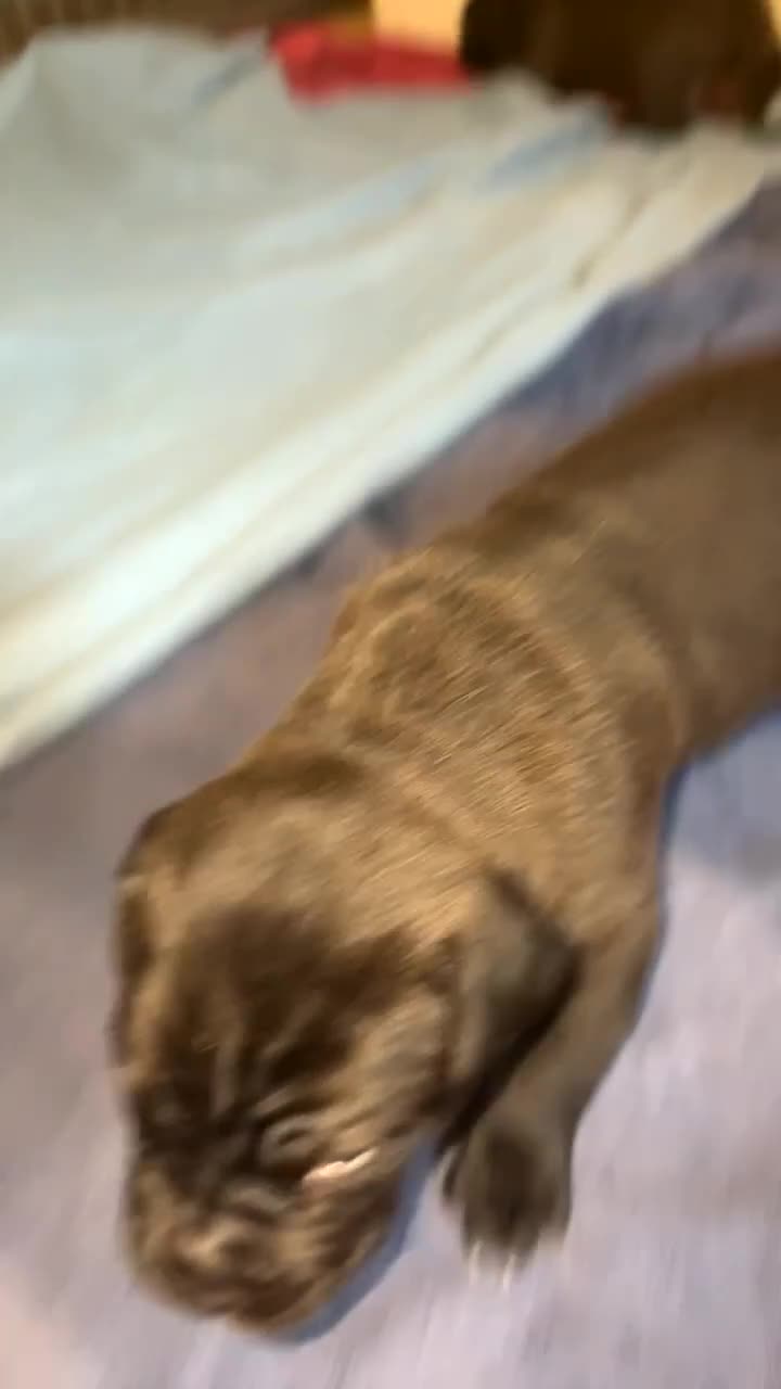 Cane Corso dogs for sale: Cane corso cross  - Video 2