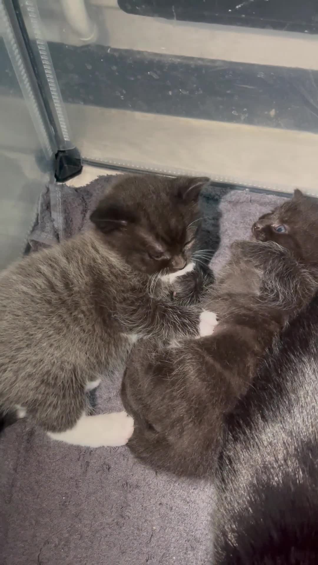 Mixed Breed cats for sale: Mixed British short haired kittens  - Video 1