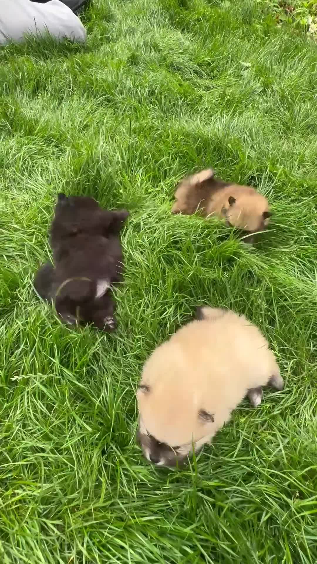 Pomeranian dogs for sale: Beautiful & Chunky Pomeranian puppy's for sale - Video 4