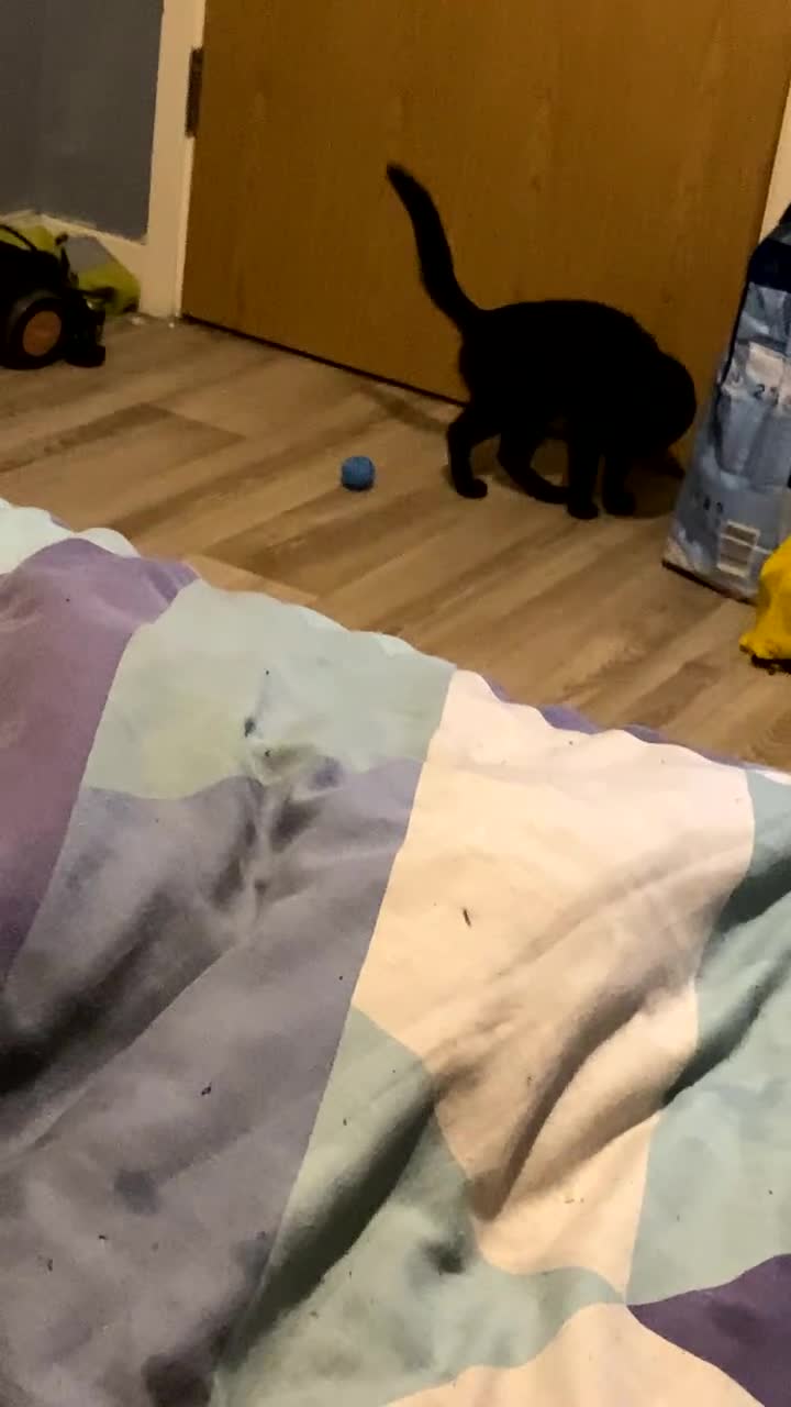 Bombay cats for sale: Shadow for sale  - Video 1
