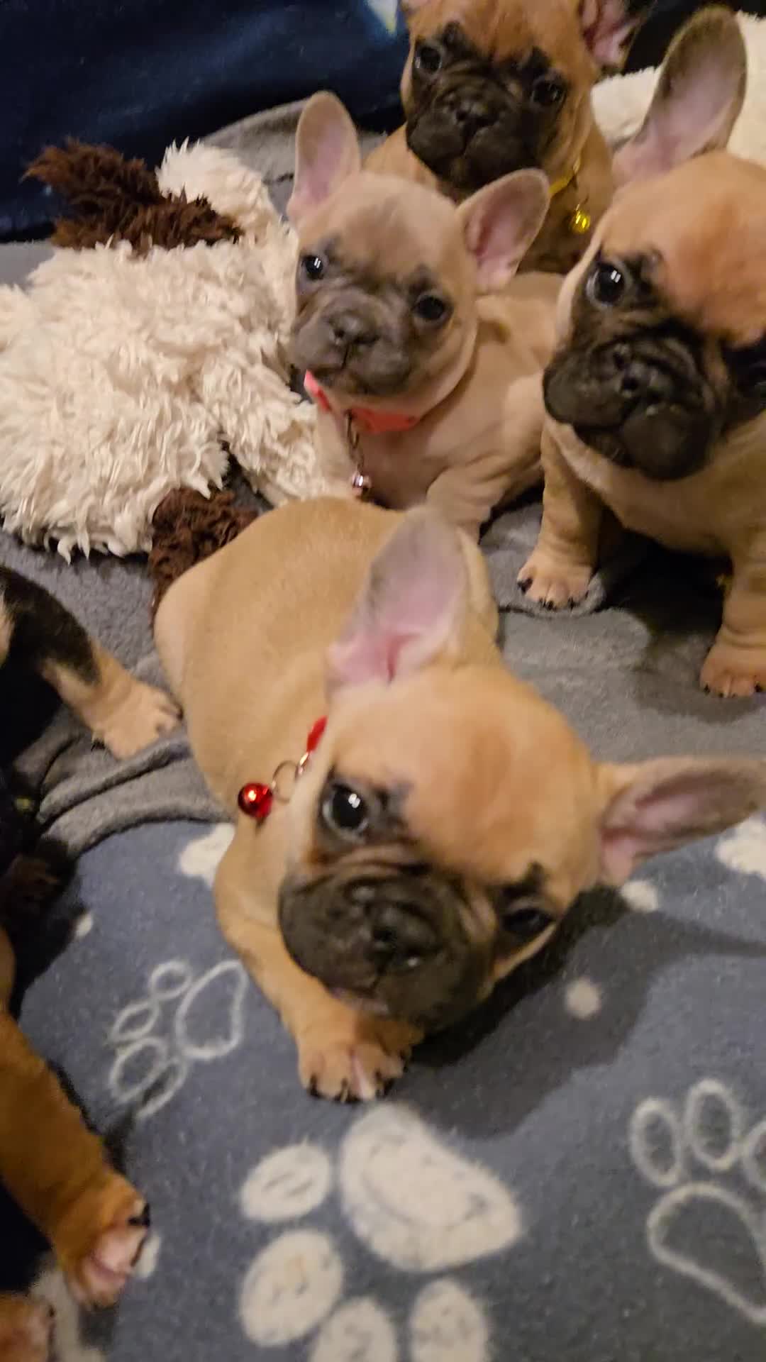 French Bulldog dogs for sale: French bulldog puppies.  - Video 4