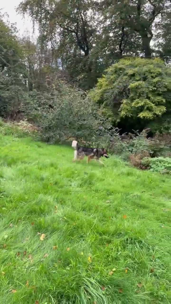 Mixed Breed dogs for sale: BARNEY - Looking for a loving home in Glasgow - Video 1