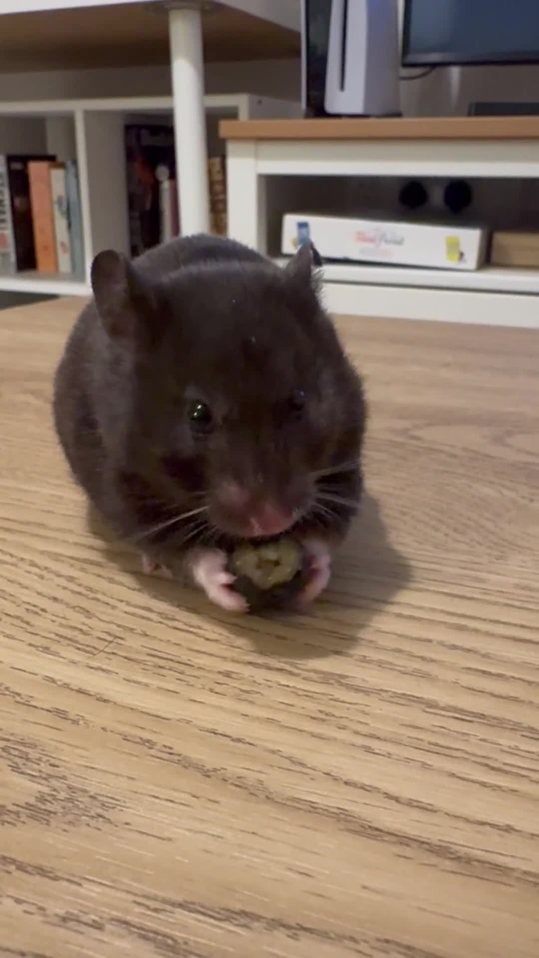 Hamster rodents for sale: Syrian hamster - Male - cage and accessories  - Video 1