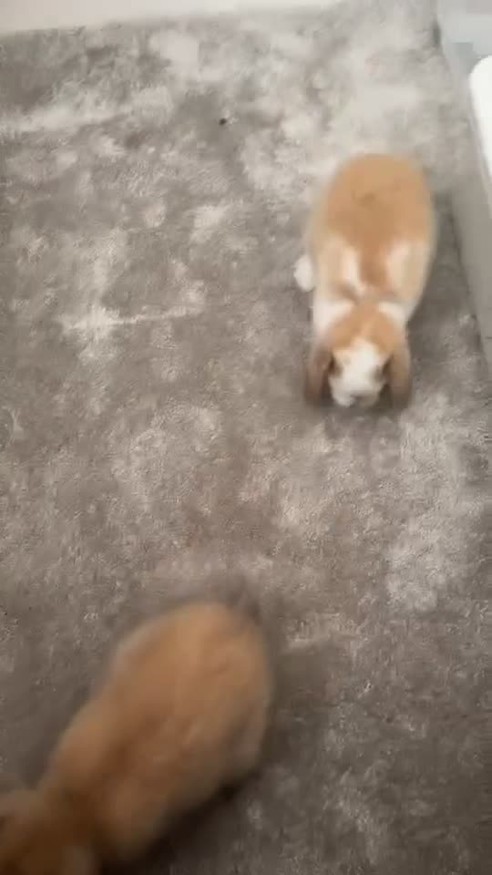 Mini Lop rabbits for sale: 2 mini lop boys in Hull - Video 2