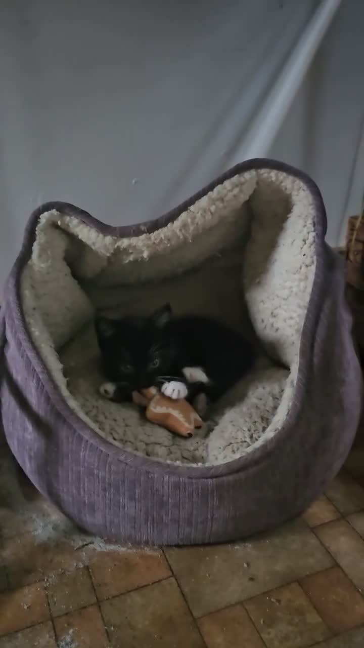 Mixed Breed cats for sale: Tuxedo Kittens🖤🤍🐾 - Video 1