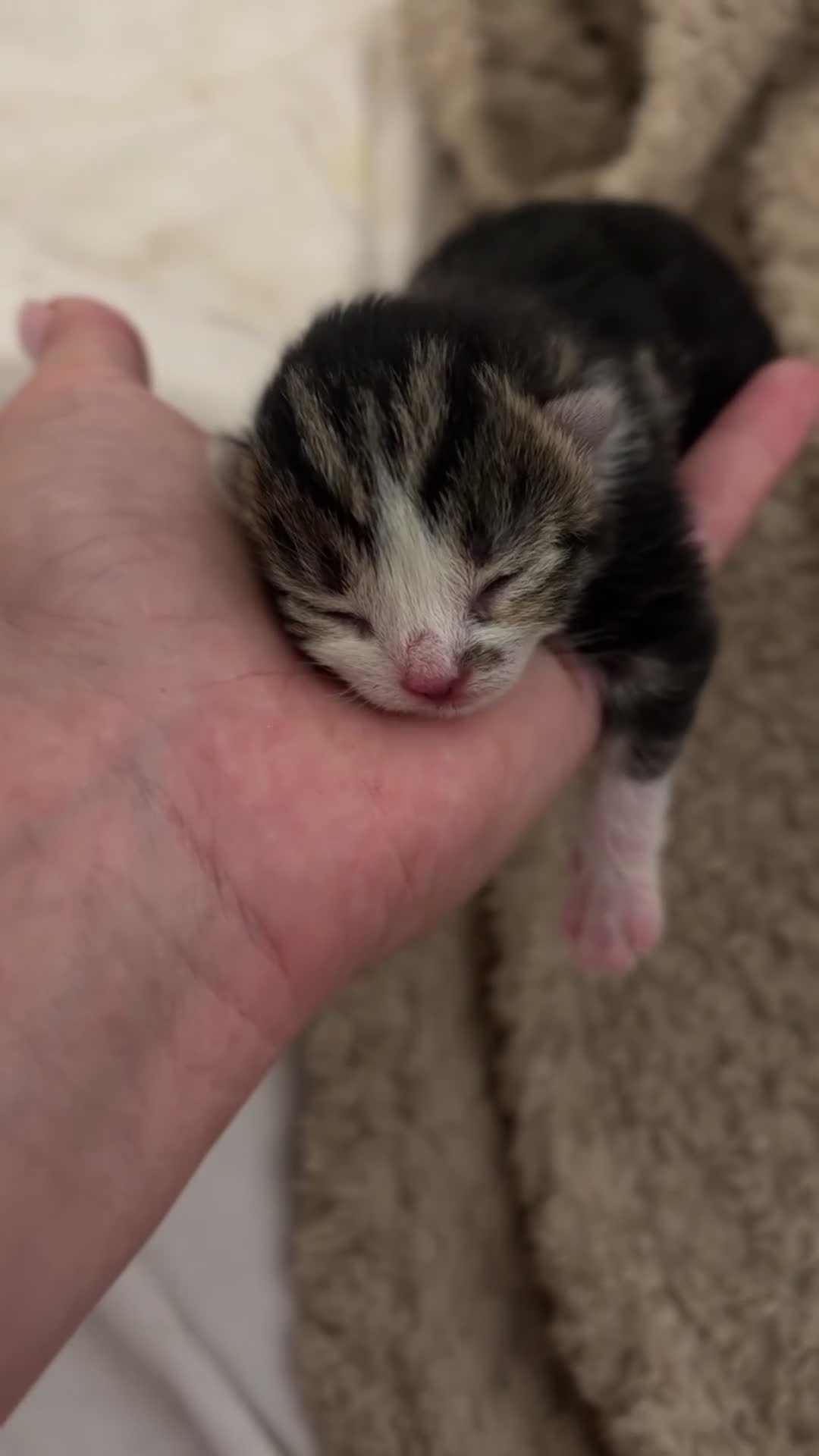 Mixed Breed cats for sale: 5 BEAUTIFUL KITTENS LOOKING FOR THEIR FOREVERHOMES in Worcester - Video 3