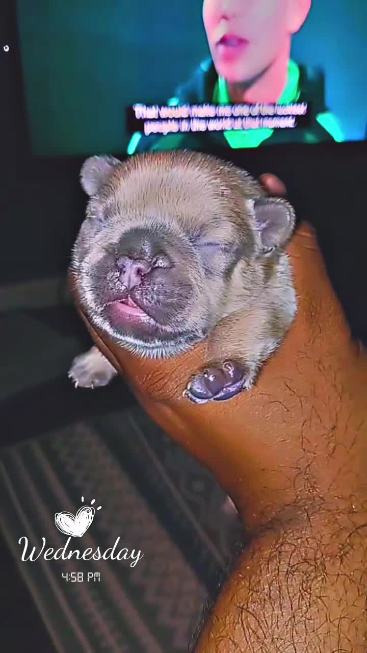 French Bulldog dogs for sale: RARE FRENCH BULLDOGS/FLUFFY CARRIERS ⭐️⭐️⭐️⭐️⭐️ - Video 2