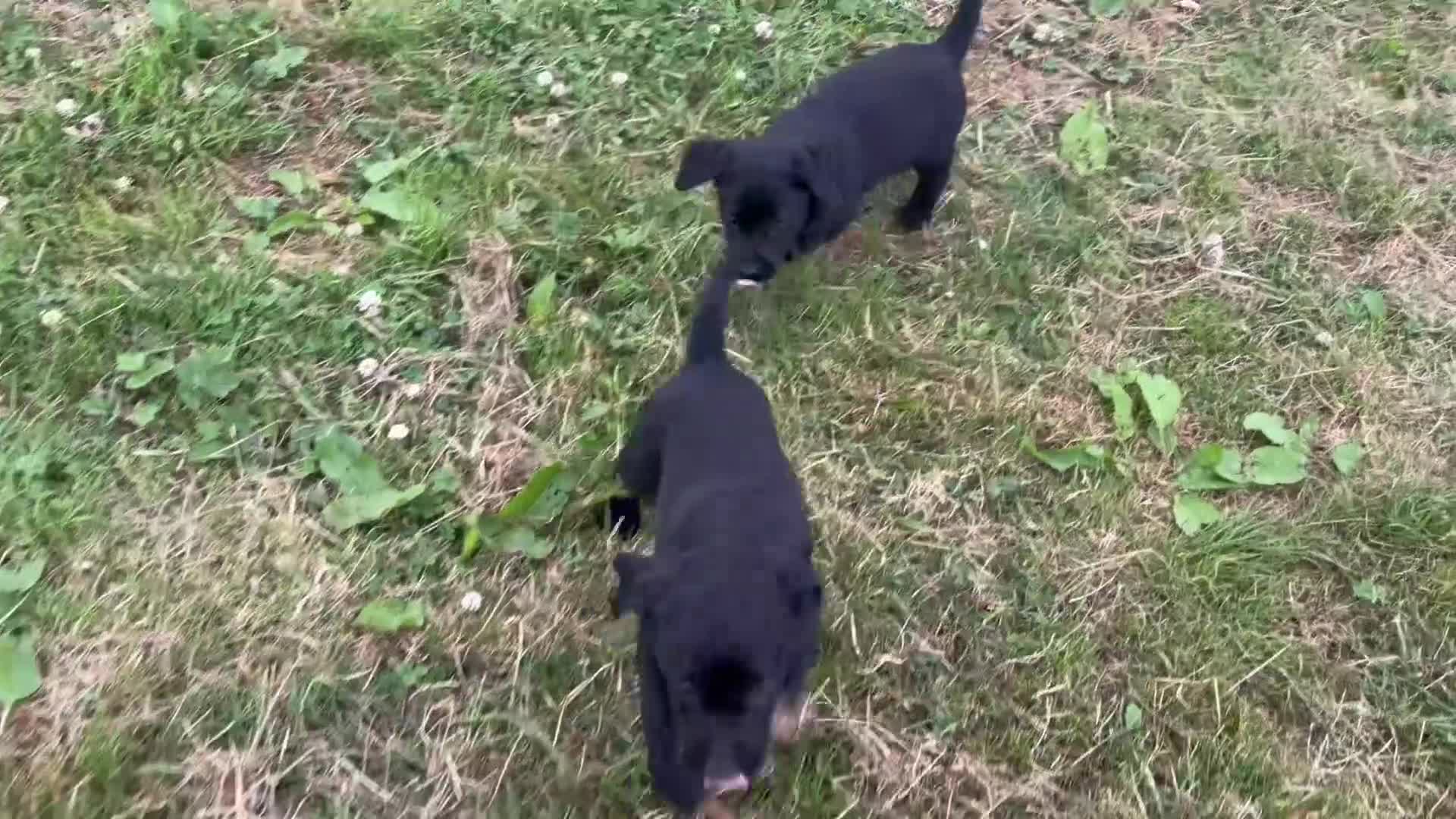 Labrador Retriever dogs for sale: Labrador retriever - Video 1