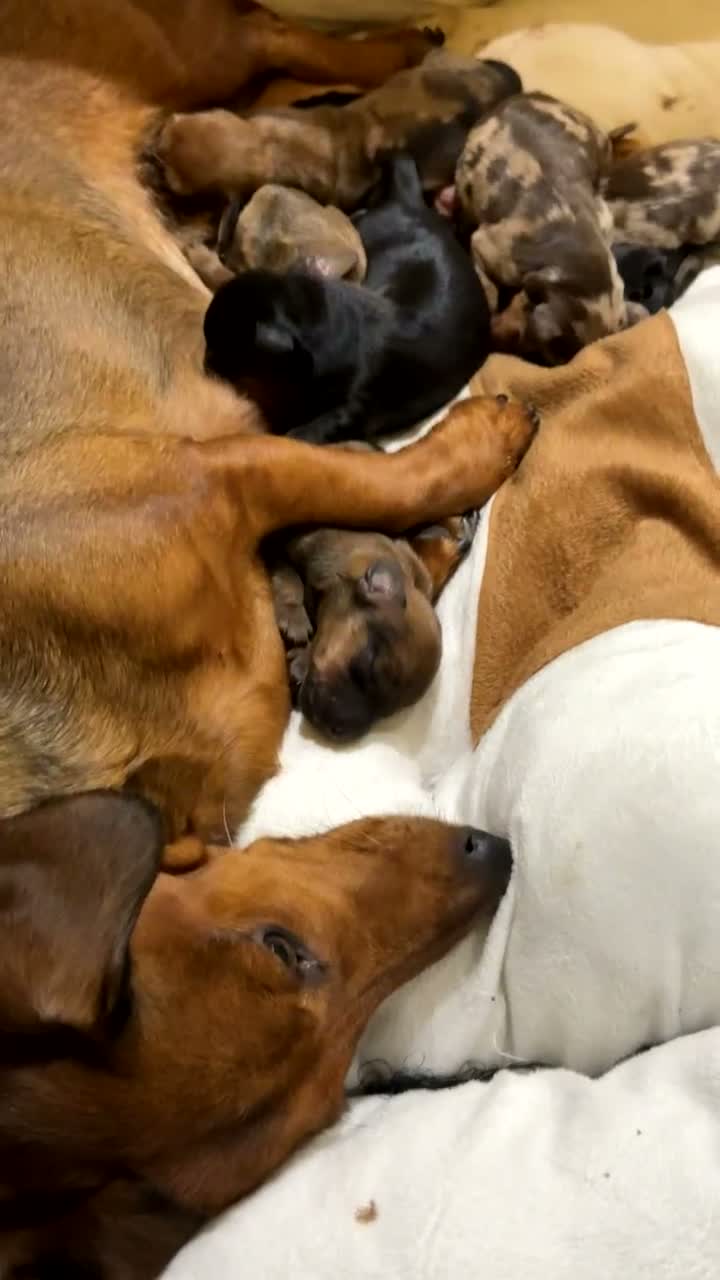 Miniature Dachshund dogs for sale: Miniature dachshunds.  in Clitheroe - Video 1