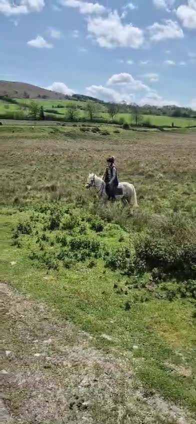 Welsh Section A horses for sale: Gorgeous Welsh A Part Bred in Llandrindod Wells - Video 2