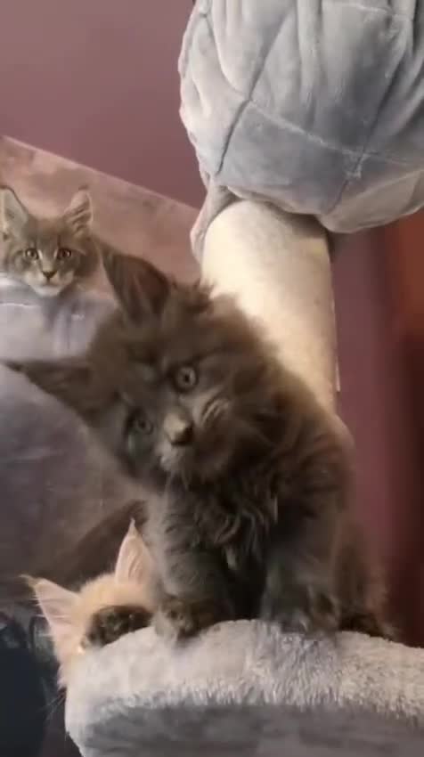 Maine Coon cats for sale: TICA reg HEALTH CHECKED Maine Coons - Video 2