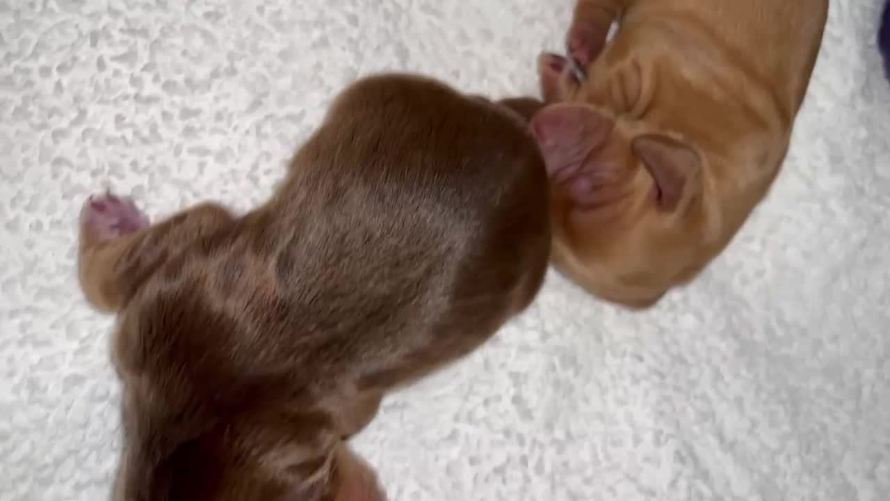Cocker Spaniel dogs for stud: KC Working Cocker Stud in Shipton-under-Wychwood - Video 2