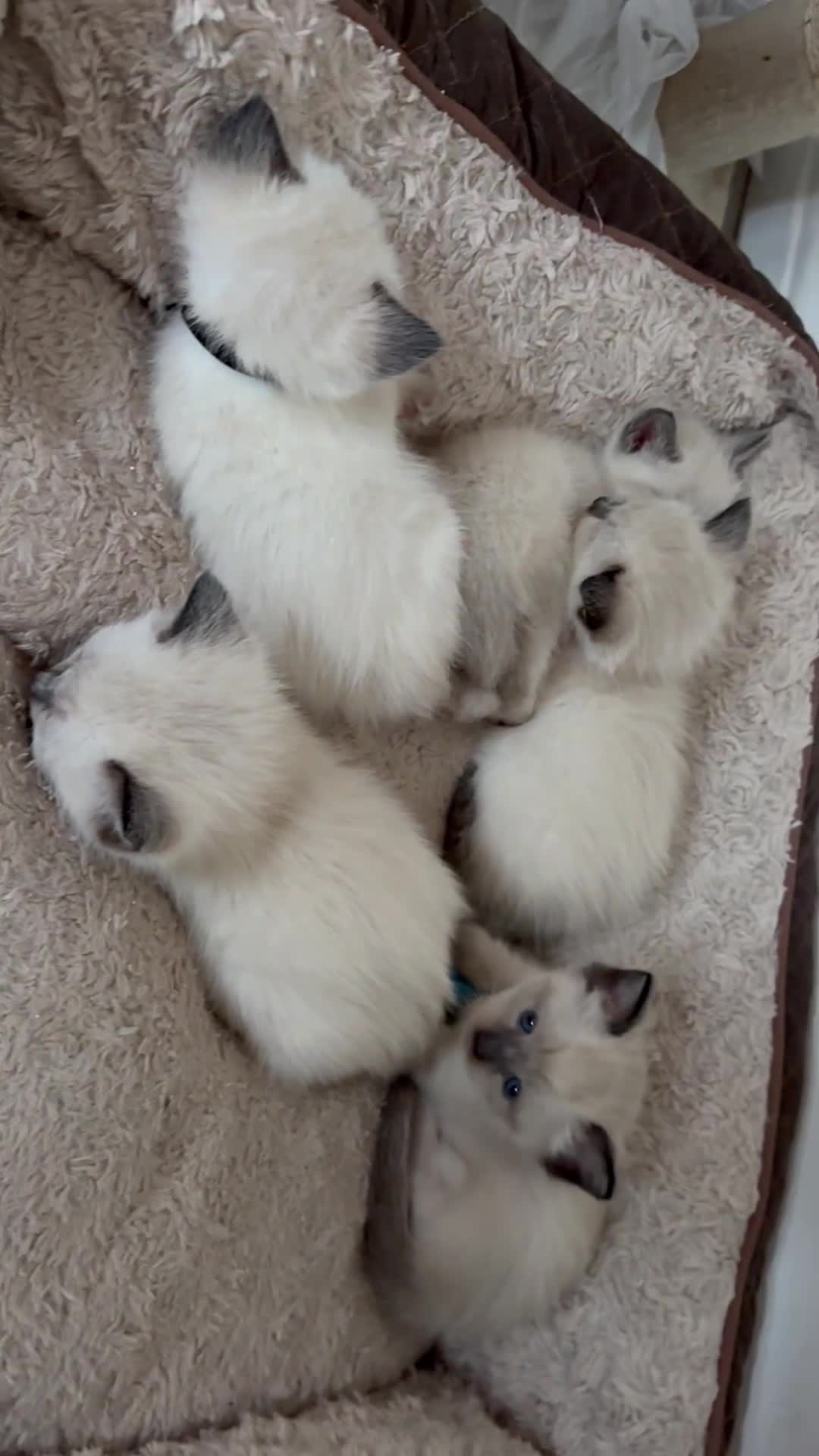 Siamese cats for sale: 4 Beautiful female siamese kittens available - Video 2