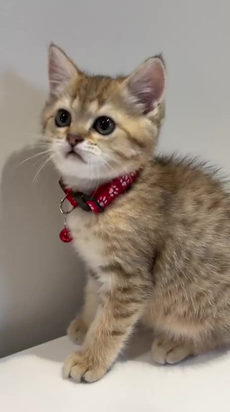 British Shorthair cats for sale: Golden British Shorthair Kitten (Female, 3 Months) in Ilford - Video 1