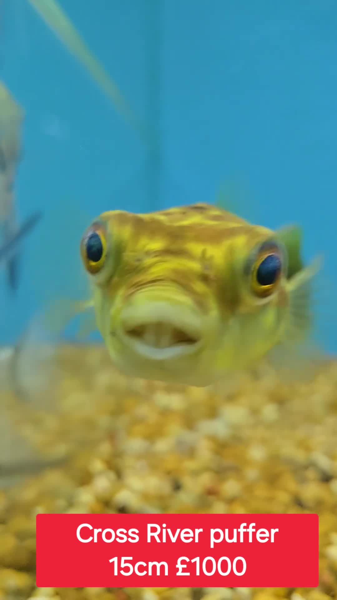 Pufferfish fish for sale: Puffers! - Different prices + Breeds!! ❤️🐡 - Video 2