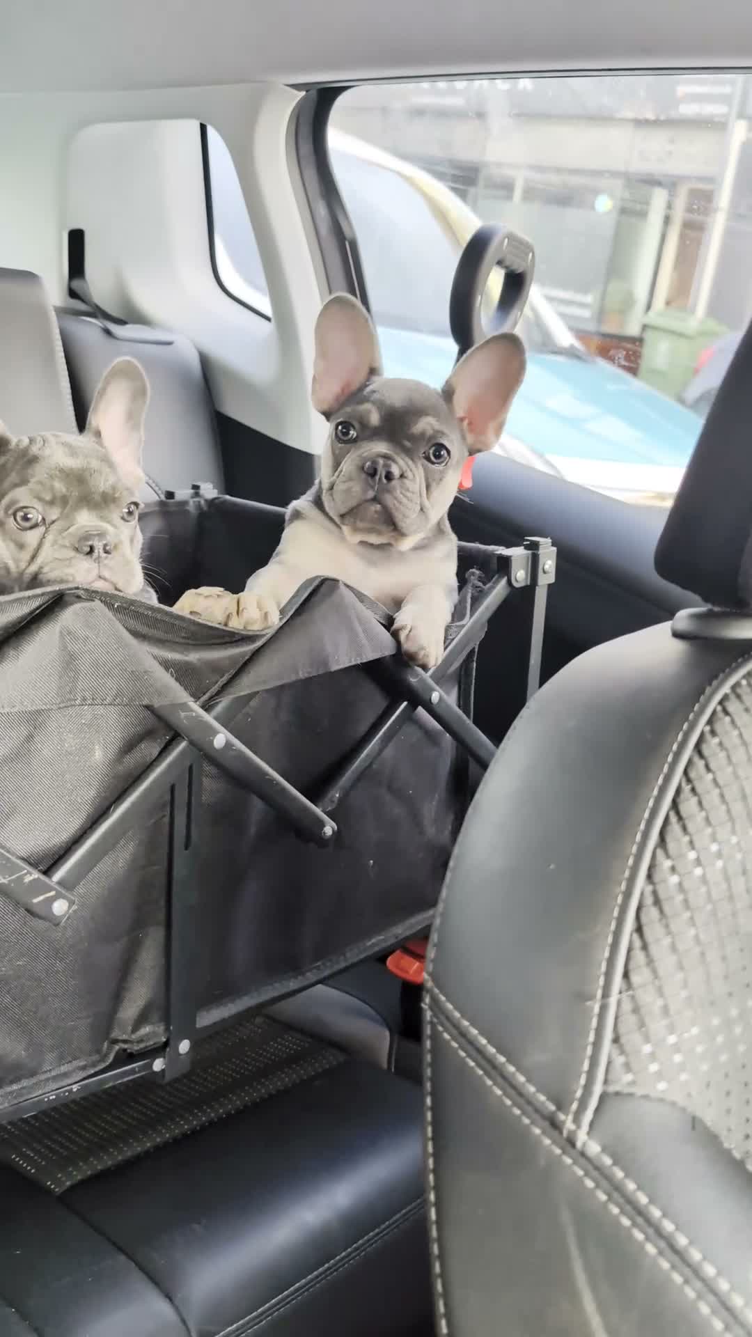 French Bulldog dogs for sale: Last 3 Gorgeous Female Frenchie Pups - Video 1