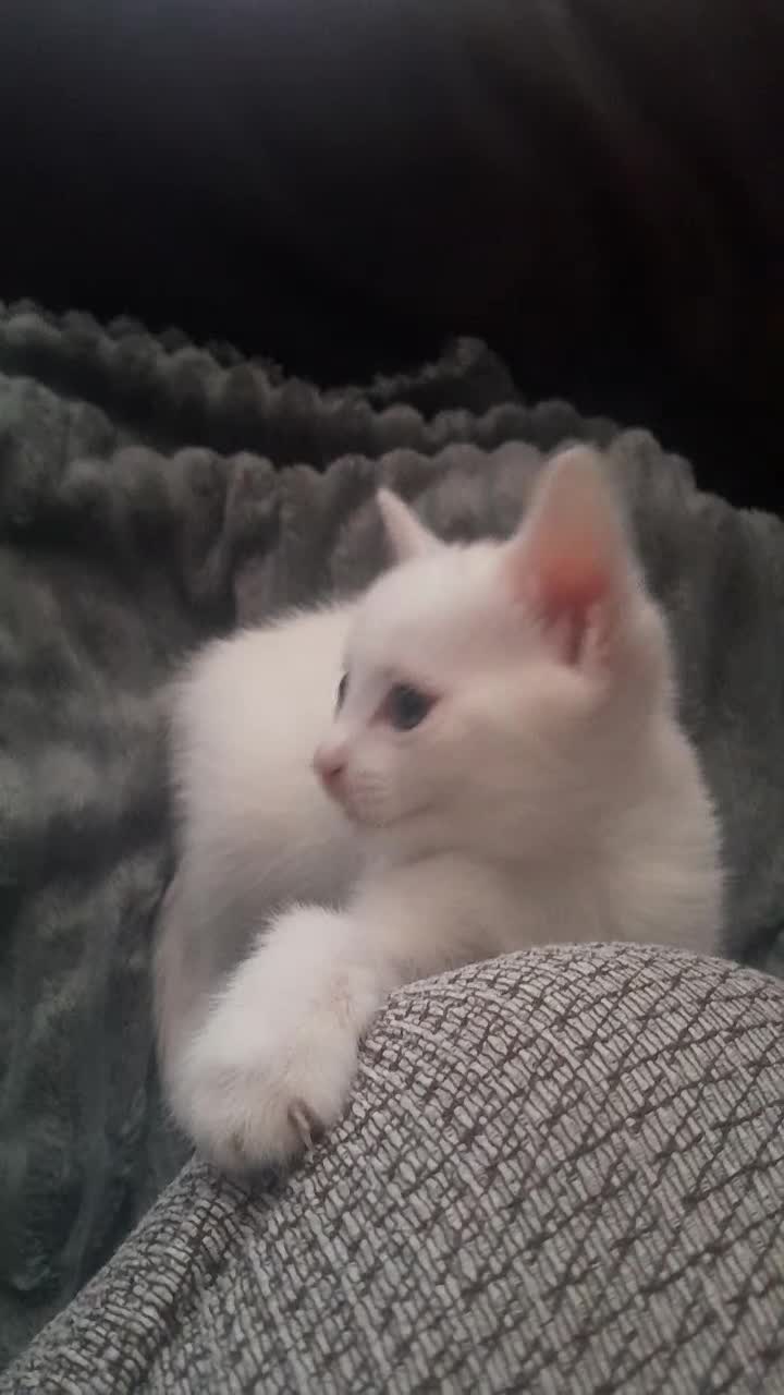 Mixed Breed cats for sale: Kitten - Video 1