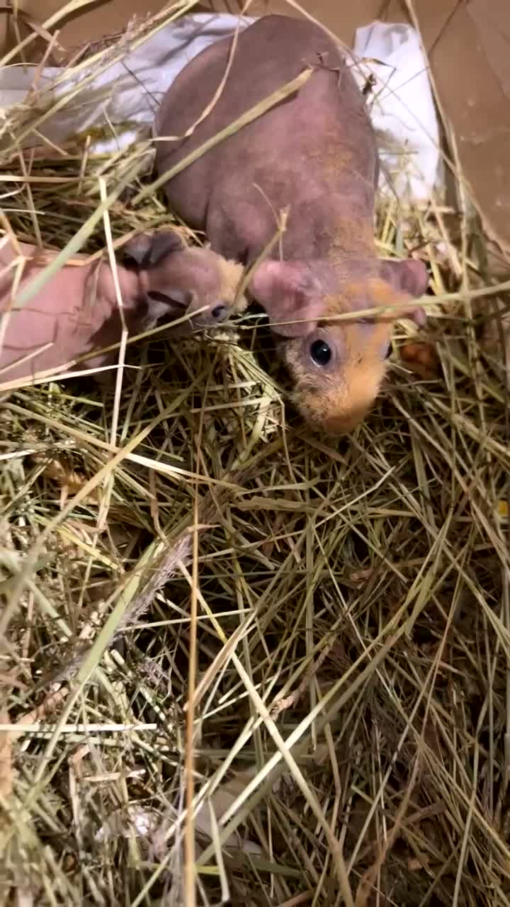 Guinea Pig rodents for sale: Skinny pigs for sale  - Video 1
