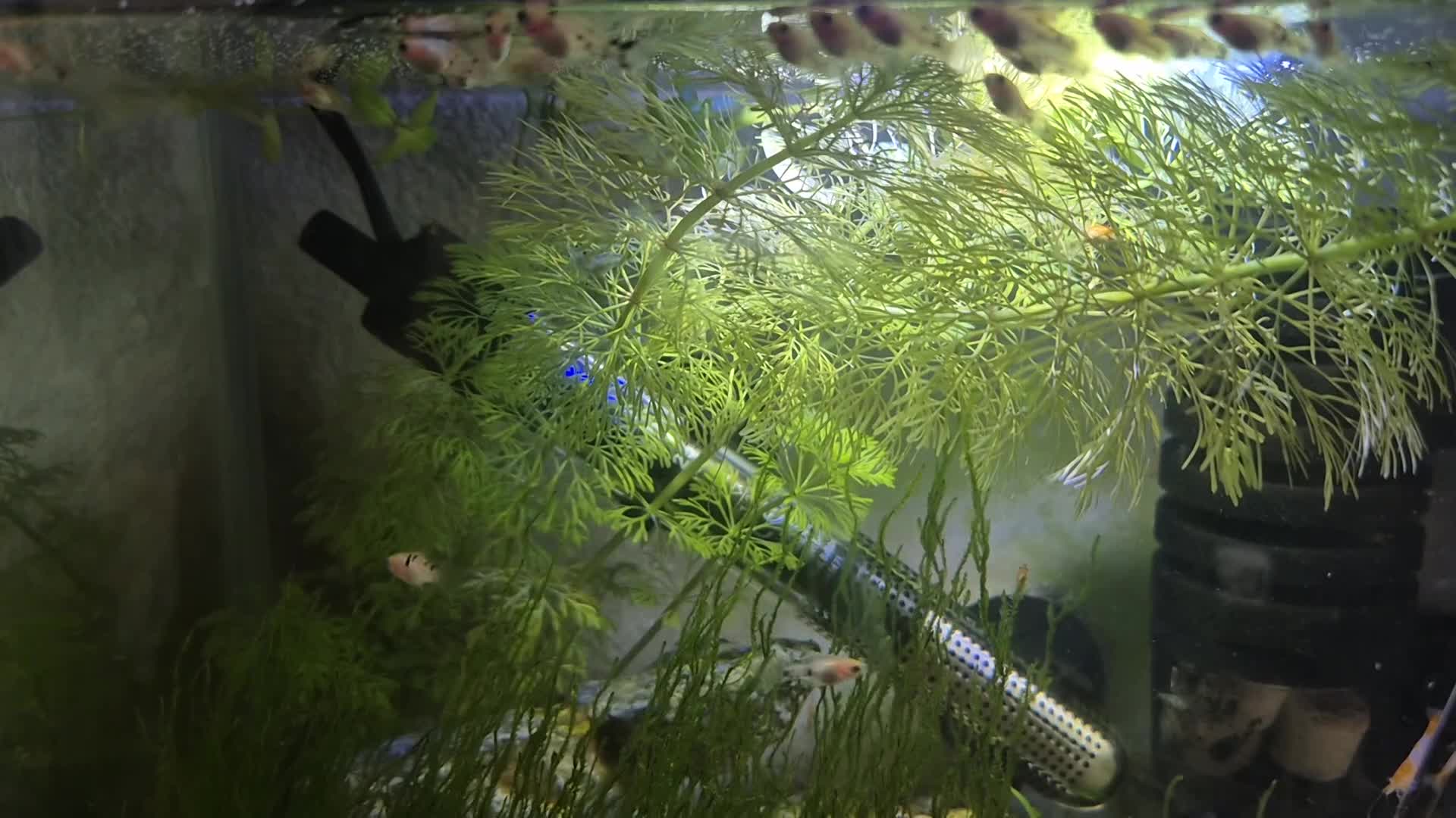 Platies fish for sale: Mickey mouse and spoty platy fry in Bournemouth - Video 1