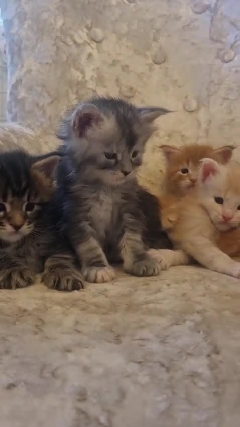Maine Coon cats for sale: 6 Beautiful Kittens looking for their forever home in Royston - Video 4