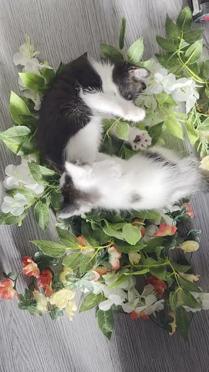 Mixed Breed cats for sale: 5 kittens - Video 3