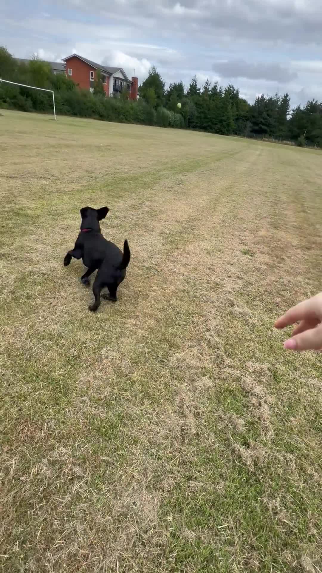 Labrador Retriever dogs for sale: Ralph, he’s American lab and is 3 in November. in Ellesmere Port - Video 1