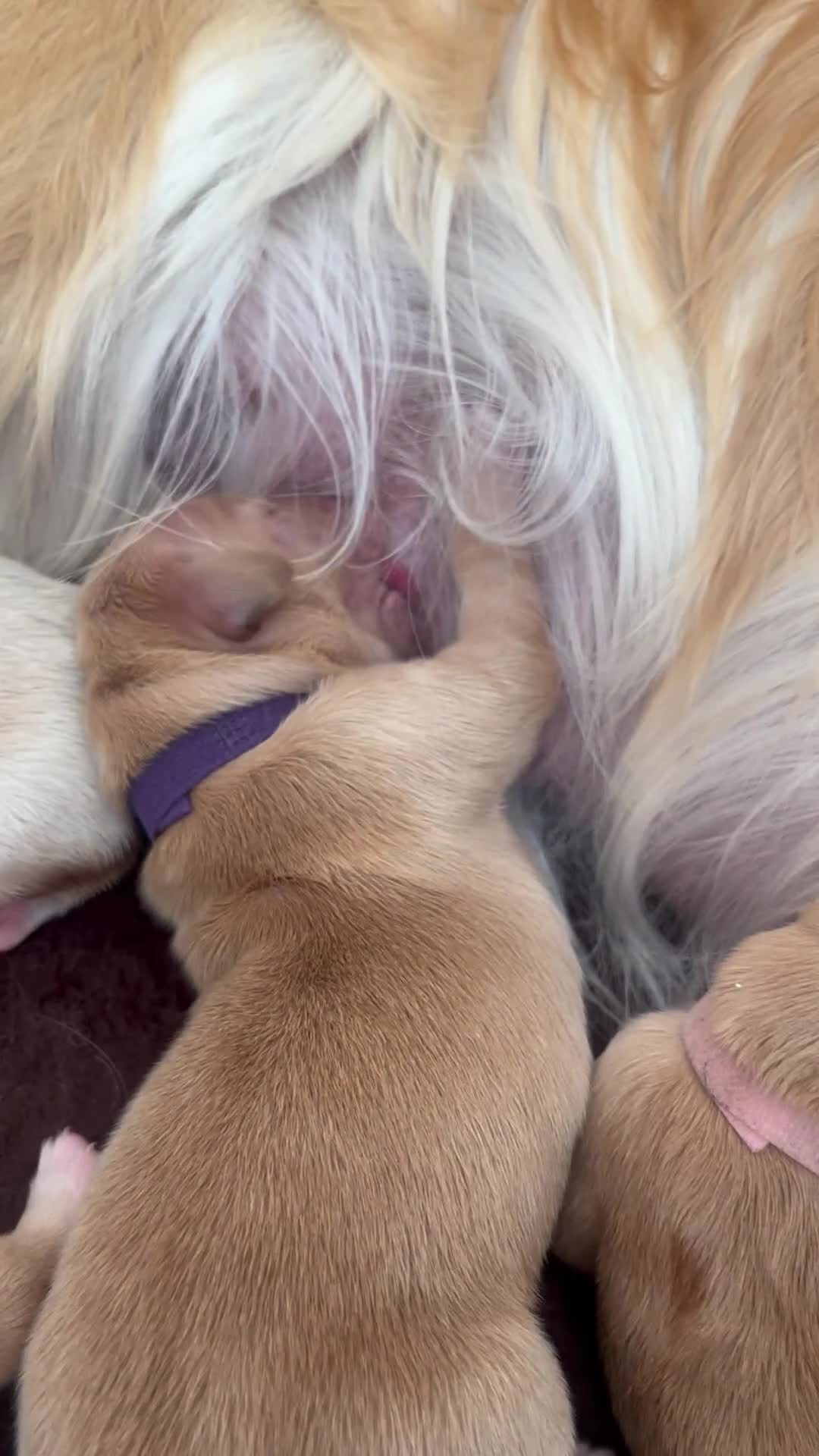 Golden Retriever dogs for sale: Pure bred Golden Retriever puppies - Video 2