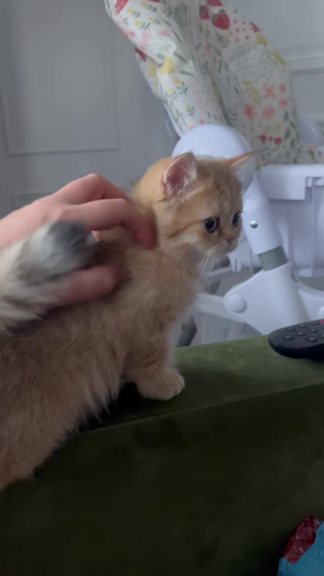 British Shorthair cats for sale: Black golden shaded female  - Video 1