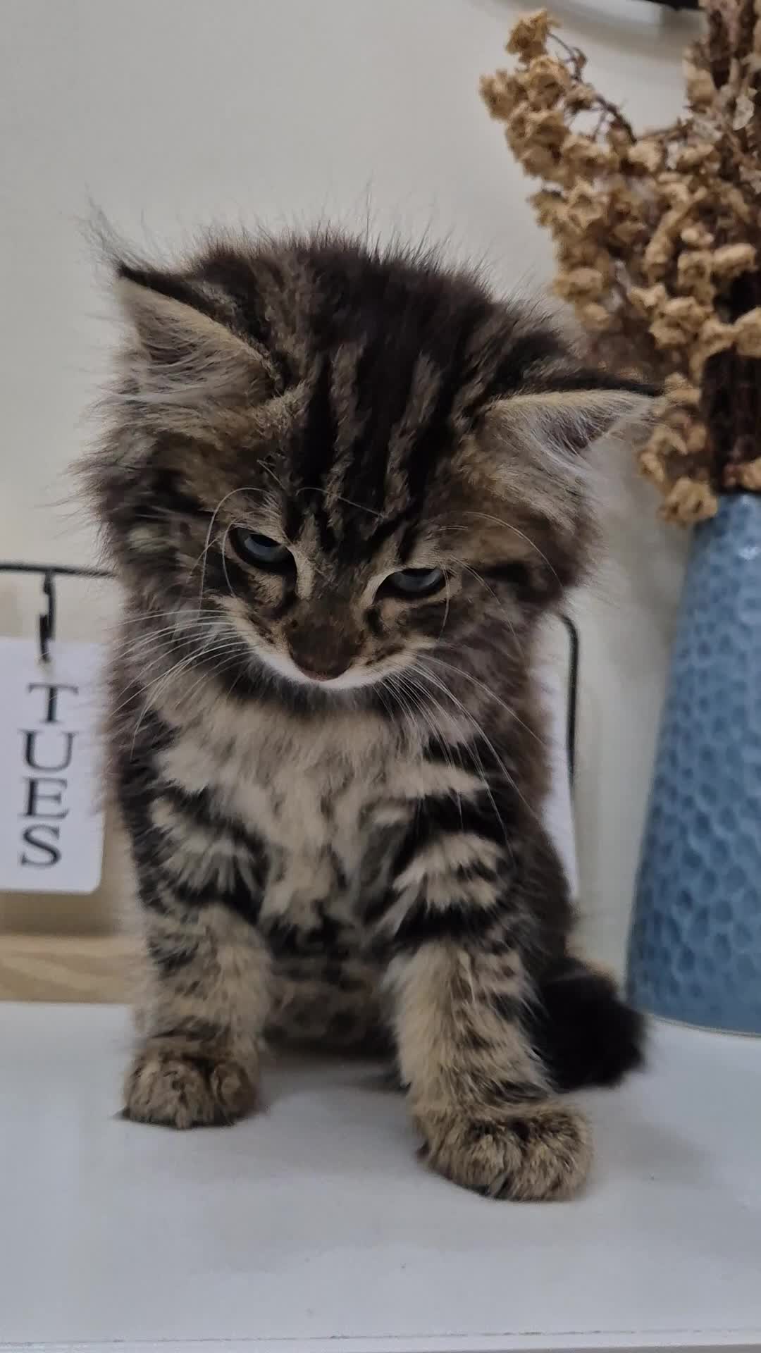 British Longhair cats for sale: Beautiful Mixed Breed Female Long-Haired Kitten - Video 3