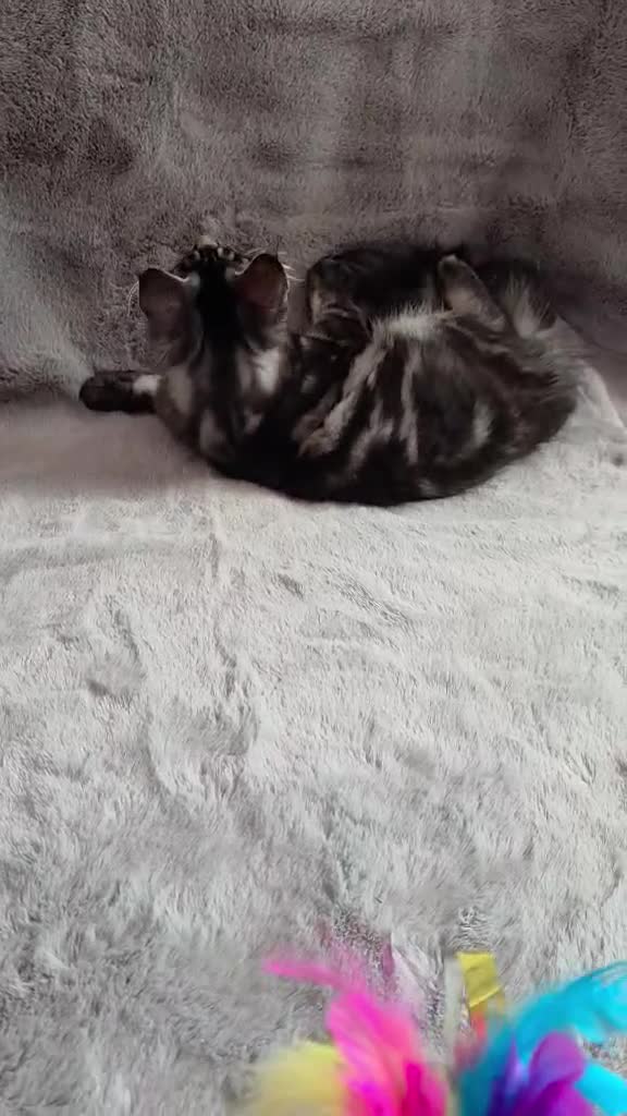 Maine Coon cats for sale: 🌟Ready now🏡 XL GCCF Registered Maine Coon kitten - Video 3