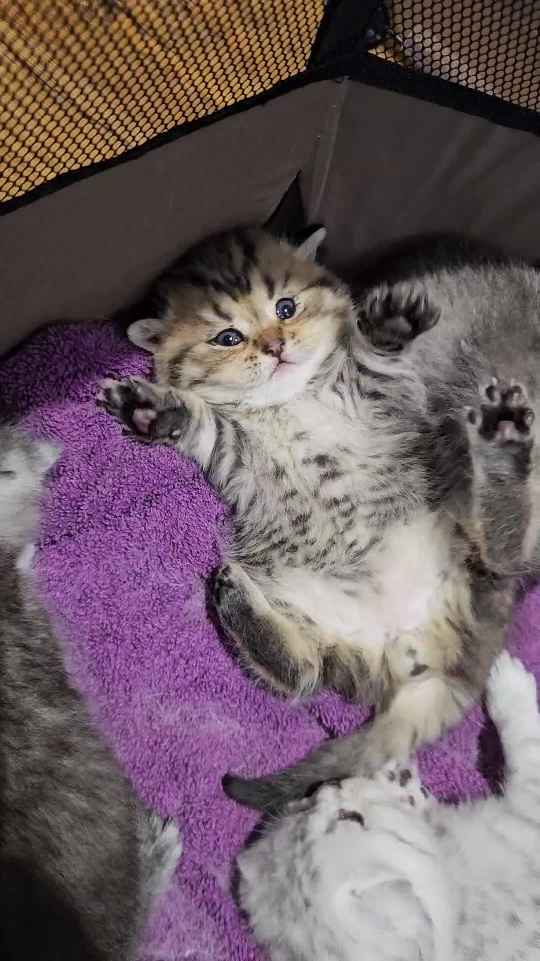 Scottish Fold cats for sale: Stunning Scottish Fold & Scottish Straight Kittens in Peterborough - Video 3