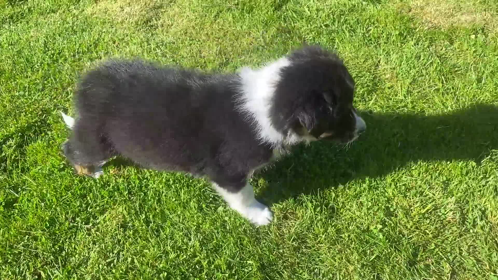 Border Collie dogs for sale: Border Collie Puppies Fully Health Tested Parents - Video 2