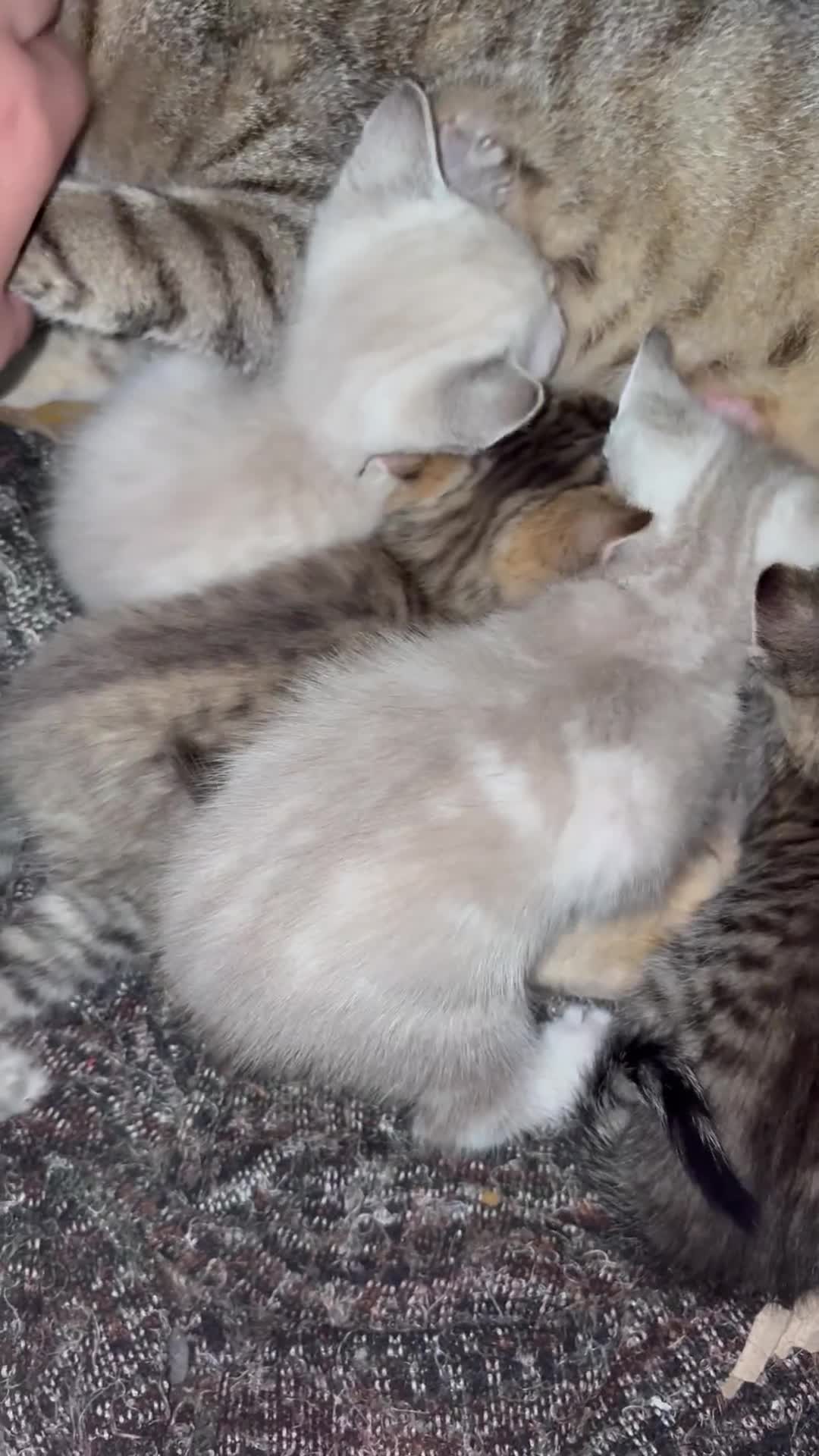 Bengal cats for sale: Bengal cross tabby kitten  - Video 2