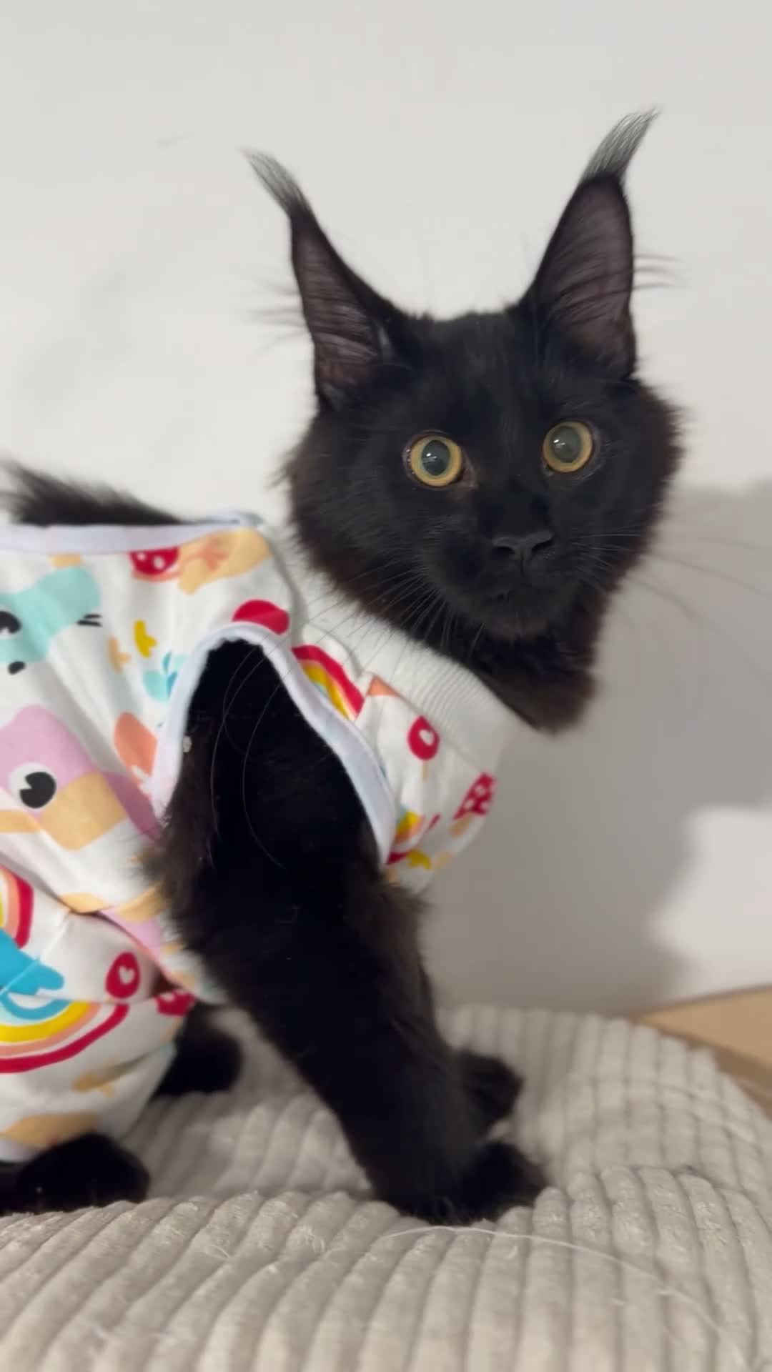 Maine Coon cats for sale: Stunning solid black female Maine Coon - Video 1
