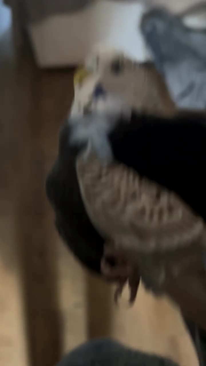 Budgerigars birds for sale: Budgie birds in Gloucester - Video 1