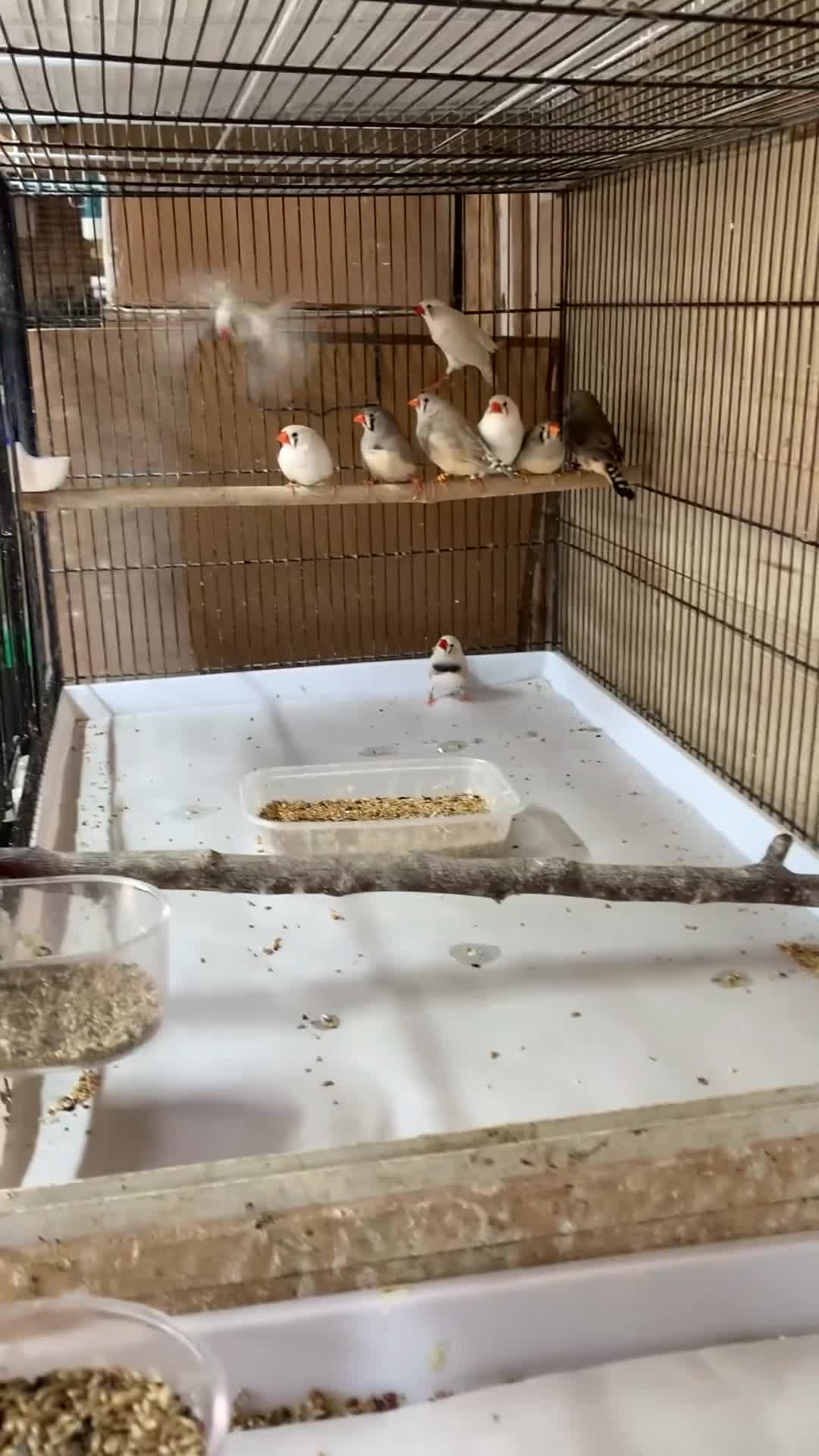 Finches birds for sale: Zebra finches , please read ad in Cambridge - Video 1