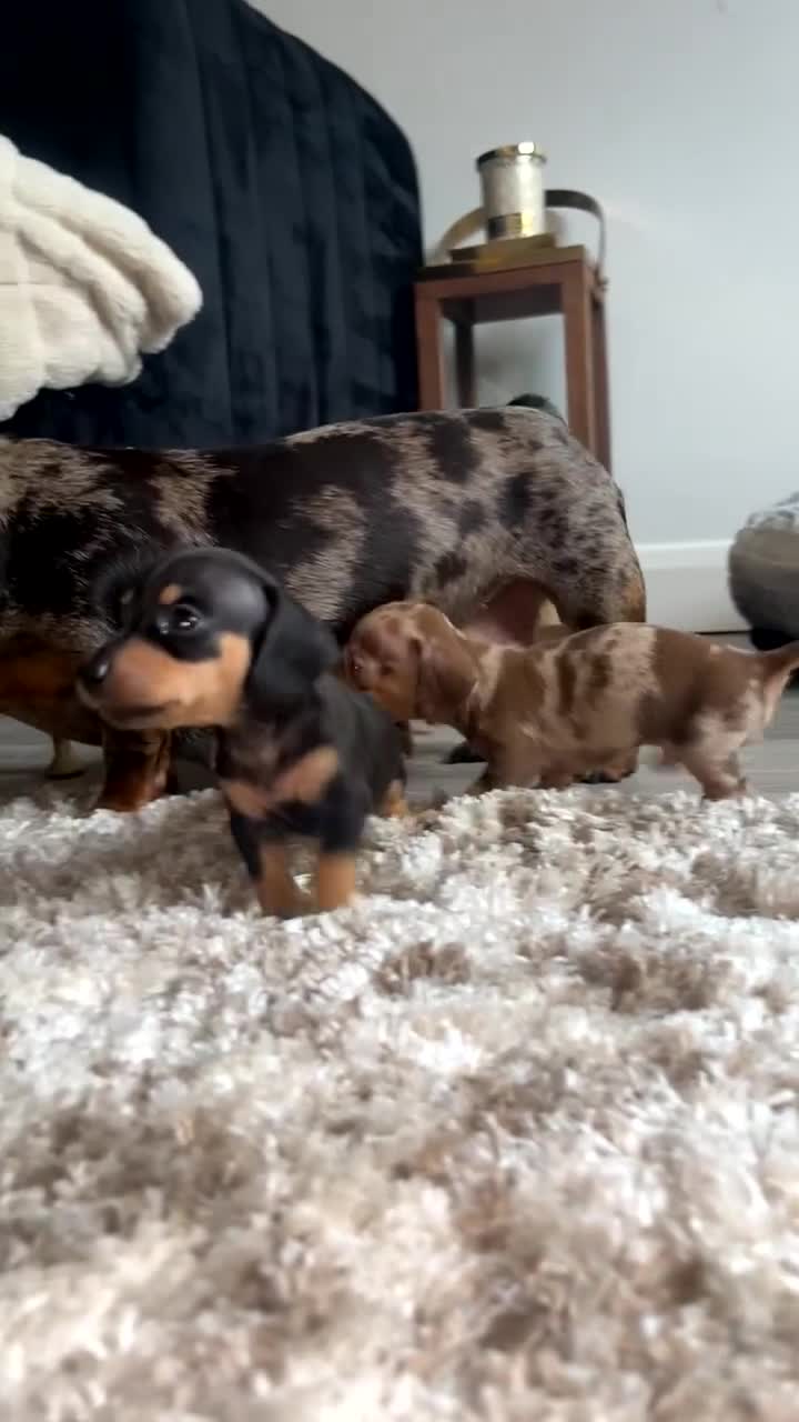 Miniature Dachshund dogs for sale: Miniature dachshunds  - Video 2