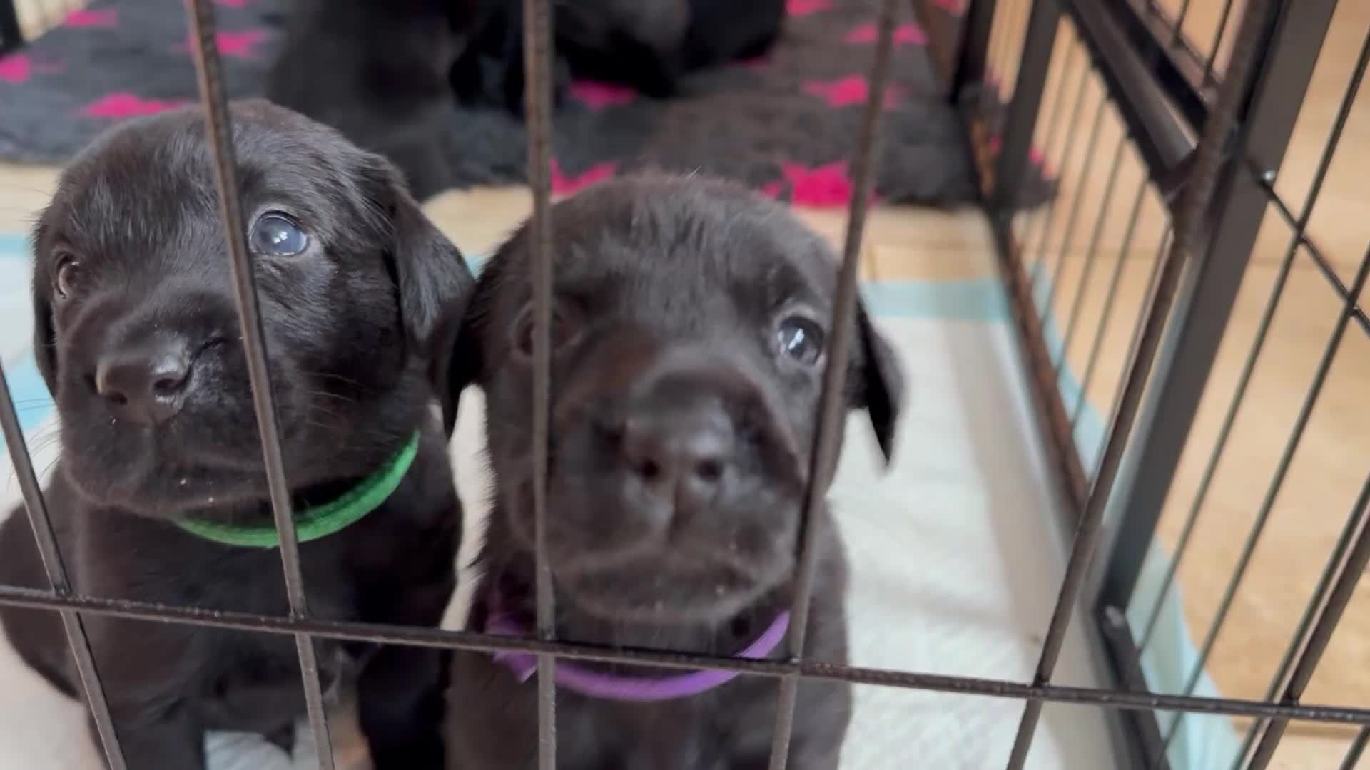 Labrador Retriever dogs for sale: 9 Gorgeous Black Labrador Puppies - Video 3