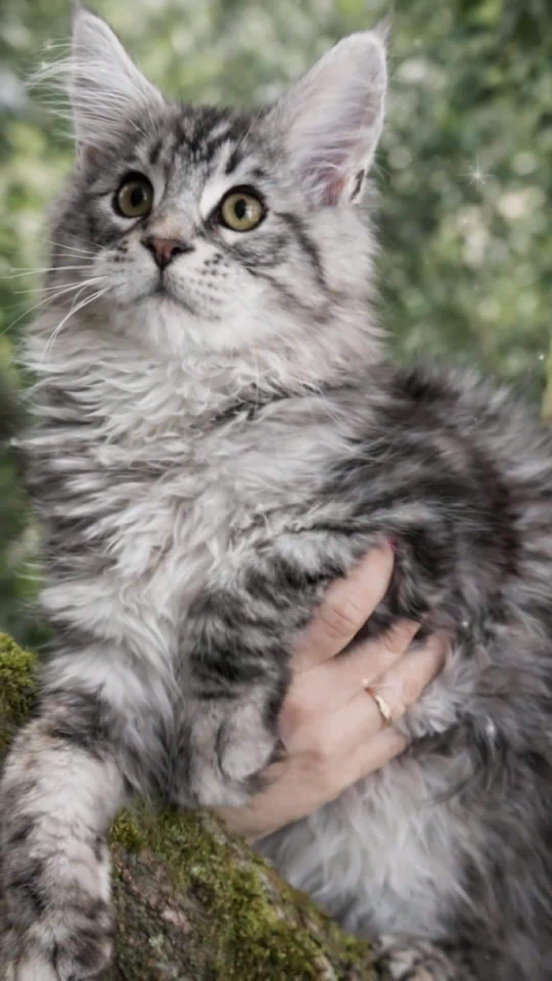 Maine Coon cats for sale: Last kitten remaining quality Maine coon kittens - Video 5