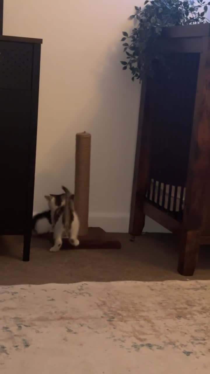 Mixed Breed cats for sale: 4 beautiful kittens  - Video 3