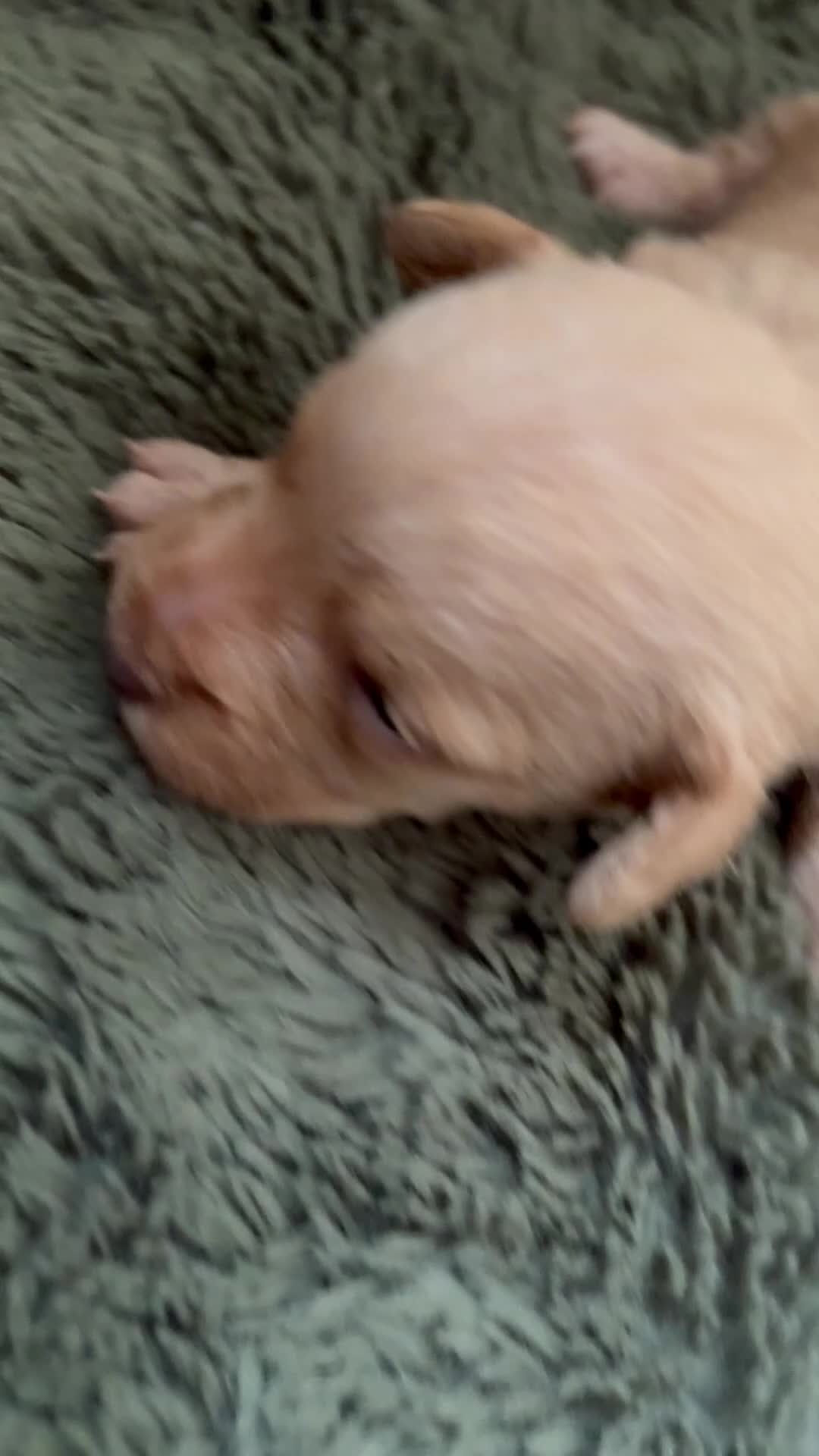 Doxiepoo dogs for sale: 1 - male 4 - bitch Doxiepoos  - Video 2