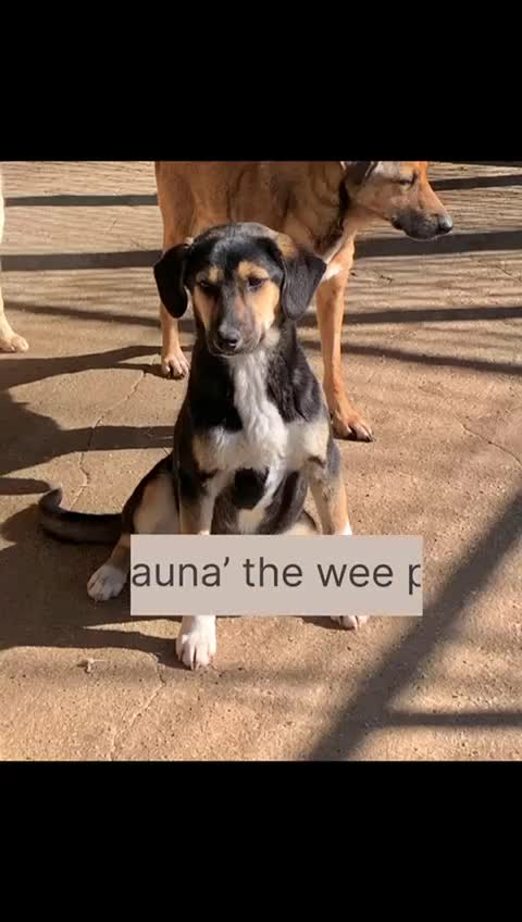 Mixed Breed dogs for adoption: Shauna, 6 months approx. Available for adoption. - Video 1